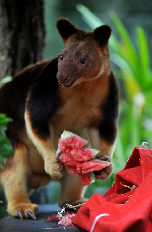 Australija: Tarongos zoologijos sode Sidnėjuje gyvenanti kengūra jau džiaugiasi Kalėdų dovanomis