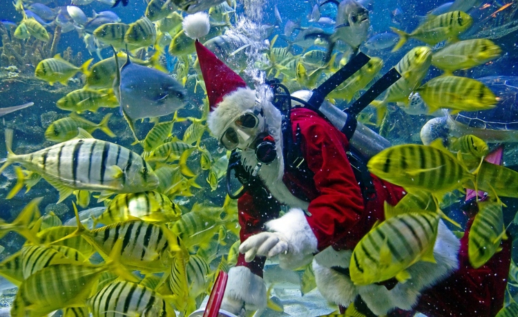 Naras Kalėdų Senelio kostiumu Kvala Lumpūro akvariume šeria žuvis
